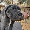 Male cane corso