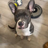 7 month old Pitty