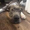 Looking for experienced, patient home for my dog (2.5 years old)