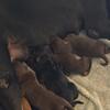 100% European AKC Registered Doberman Pinscher Puppies for Sale 