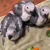Baby Congo African Grey for sale