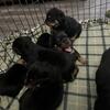 Akc Rottweiler puppies 
