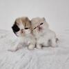 Exotic shorthair kittens 
