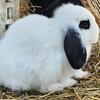 Mini Lop Rabbits 