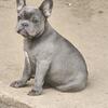 Frenchie bulldog male 1000