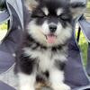 2 female Alaskan Malamute pup