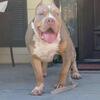 XL Bully  “GoldenBoy” STUD 