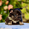 Akc - French Bulldog Puppy - Black & Tan Male Big Rope Carries Isabella & Fluffy