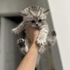 1 Scottish straight kitten left