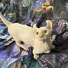 SOLD - Lovable Sphynx Dwelf Kittens - Back To School Special 