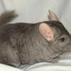 4 chinchillas looking for homes
