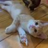 Calico mix Cuties Ready for Adoption! 