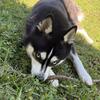 Alaskan Klee Kai • Male • 1 year • $2900 (Miami)