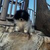 Teacup Pomeranian puppy 