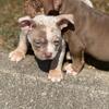 Lilac Tri Merle Bully Female 