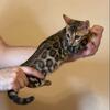 Bengal Kittens Available Now