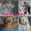 Mini poodle puppies
