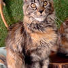 Jamaica Life Maya - TICA Registered Black Classic Torbie Maine Coon 🐱