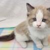  Ragdoll Kittens for November and December delivery.  Contact me for additional information