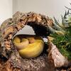 Ball python collection for sale