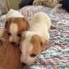 Adorable Jack Russell puppies 