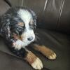 Bernice mountain puppies