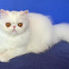 Solid White Copper Eyed Female Persian