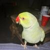 Very friendly talking Indian Ring Neck Parrot