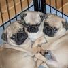 9 week Old pug puppies