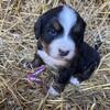 Bernese Mountain dog puppies