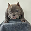 Exotic bully