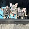 AKC FRENCH BULLDOG PUPPIES 