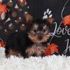 Dolly-Sweet Female ACA Toy Yorkie