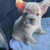 Healthy French Bulldog Pups $300