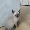 keepingx-peace sweet eye Siamese kittens