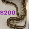 Ball pythons
