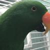 Eclectus Parrot