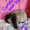 Holland Lop bunny