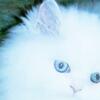 Blue Eyed White and Silver Persian kittens