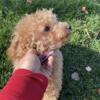 Toy poodle  female adult 