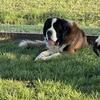 Akc male saint bernard