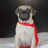 Ckc Registered Pug puppies males