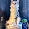 Kikyo-Dilute Calico Maine Coon