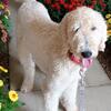 CKC Male Golden Doodle