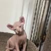 Sphynx kittens full blooded 