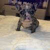 Merle female french bulldog puppy