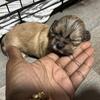 Adorable Shih Tzu Pups