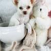 Chihuahuas, Poodles, Pomeranians, Malteses  & Teacup Puppies
