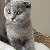 Scottish Fold male kitten