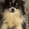 Pomeranian females 4 adoption 